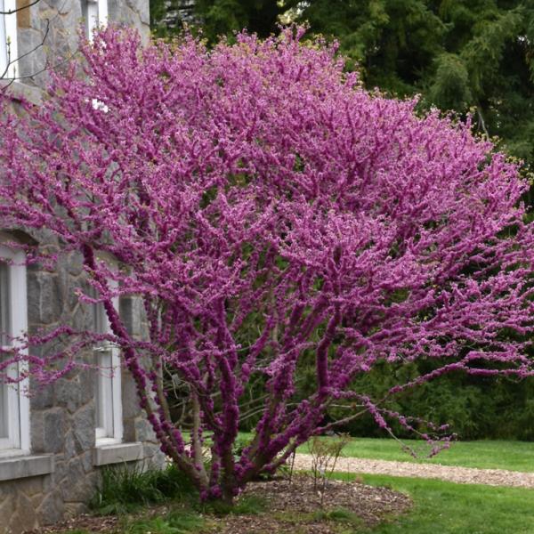 Redbud Don Egolf- 7C