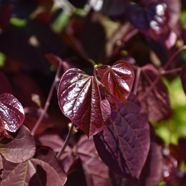 Redbud Midnight Express Proven Winners &Acirc;&copy; - 7C 