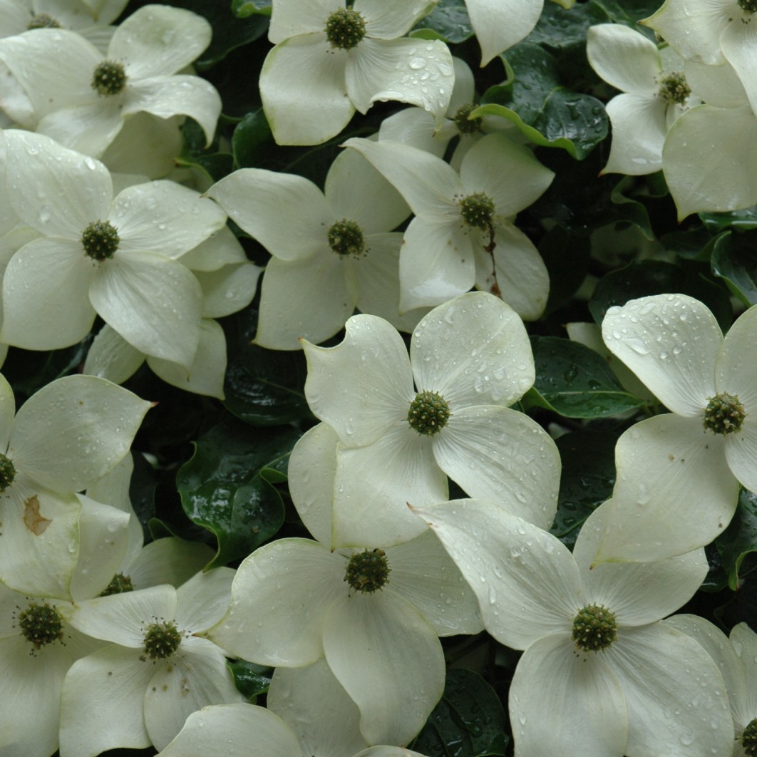 Dogwoods