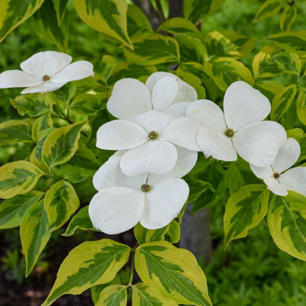 Dogwood Celestial Shadow - 10C