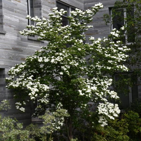 Dogwood Constellation - 15C