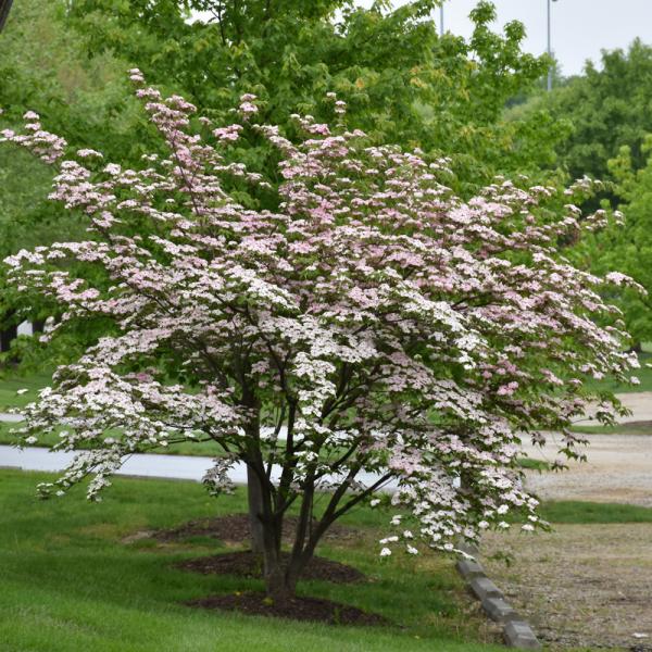 Dogwood Stellar Pink - 7C