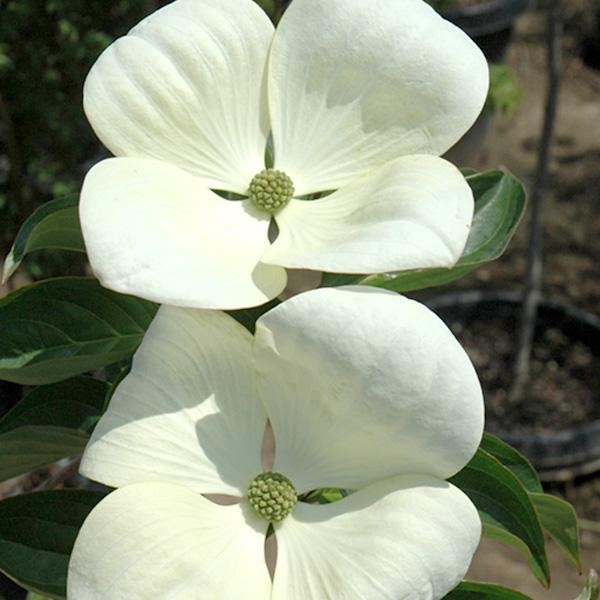 Dogwood, Venus- 10C