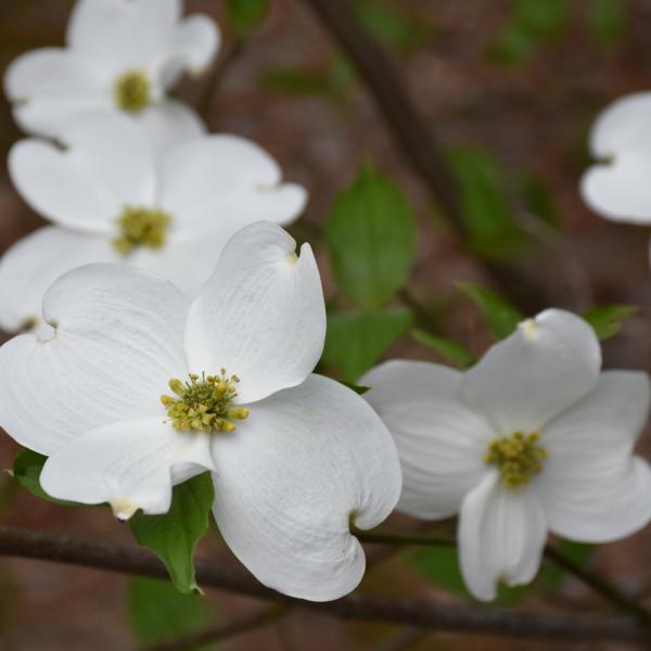 Dogwood Applachian Snow - 15C