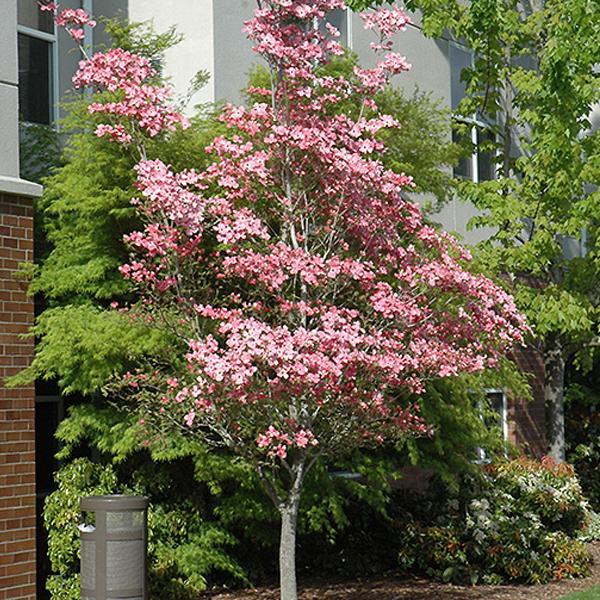 Dogwood Cherokee Brave - BB4'