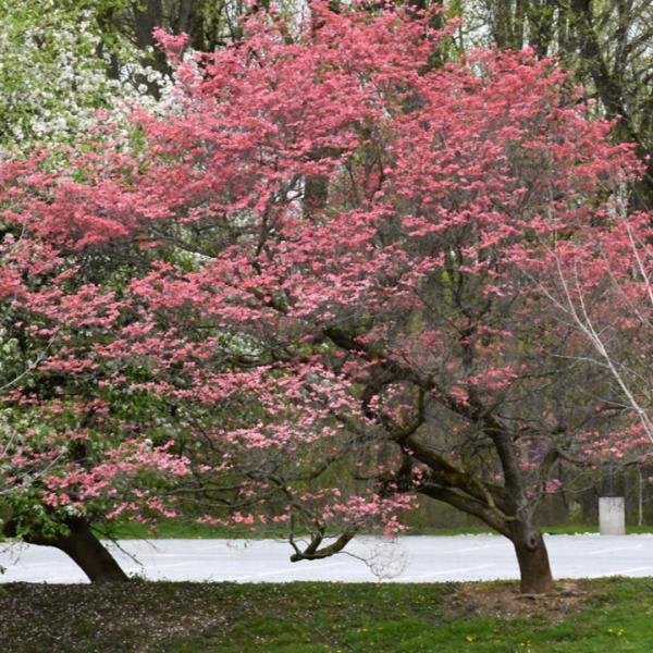 Dogwood Cherokee Chief - 15C