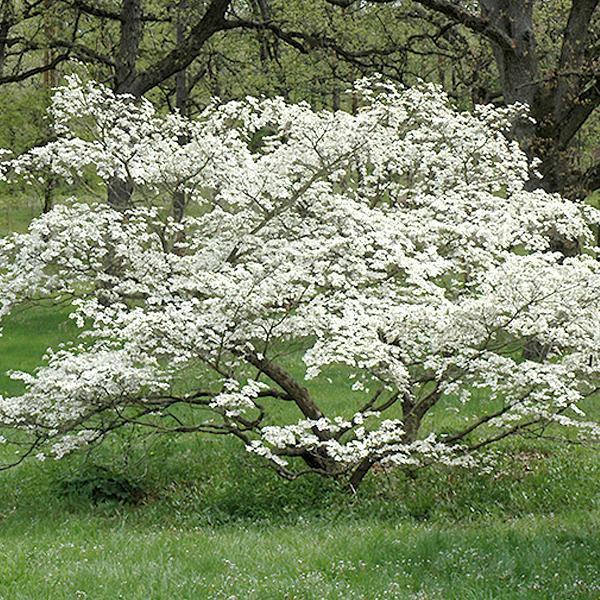 Dogwood Cherokee Princess - 7C
