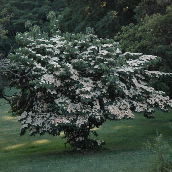 Dogwood Milky Way - 7C
