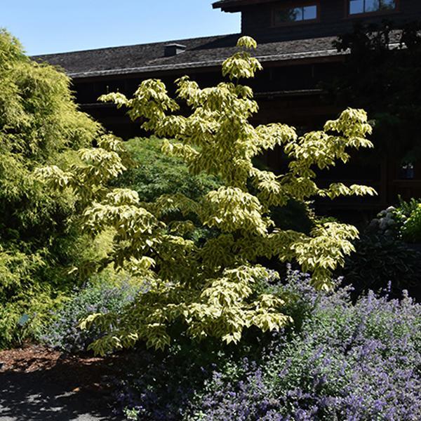 Dogwood Kousa Multi Stem Multi Stem- 10C