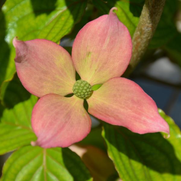 Dogwood Rosy Teacups - BB4'