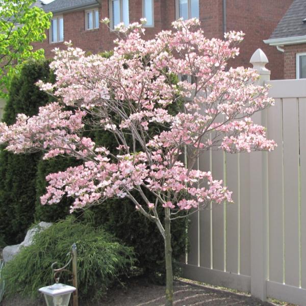 Dogwood Satomi - 10C