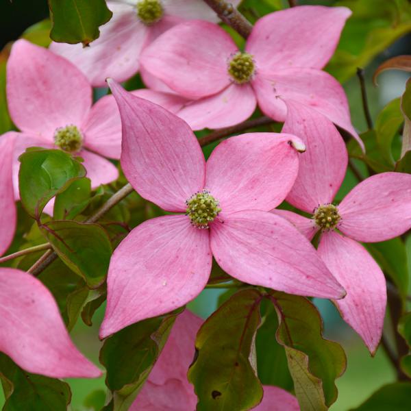 Dogwood Scarlet Fire - 7C
