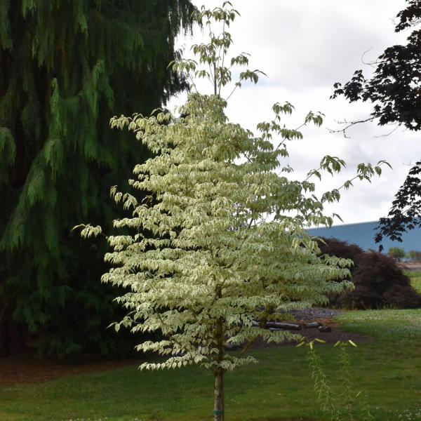 Dogwood Summer Fun - 7C