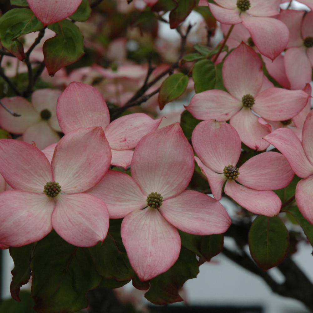 Dogwood Satomi - 10C