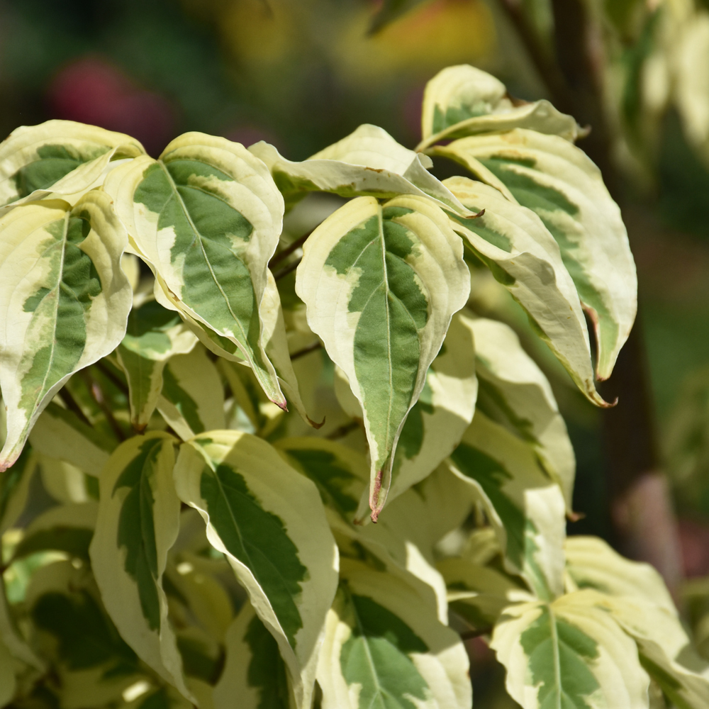 Dogwood Summer Fun - 7C