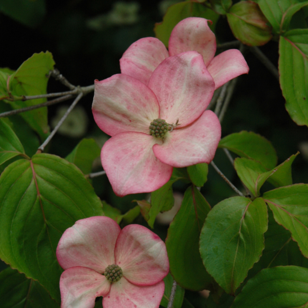 Dogwood Stellar Pink - 10C