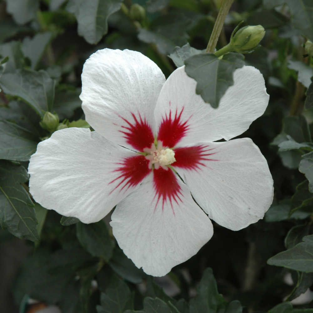 Hibiscus Syriacus Lil Kim- 3C