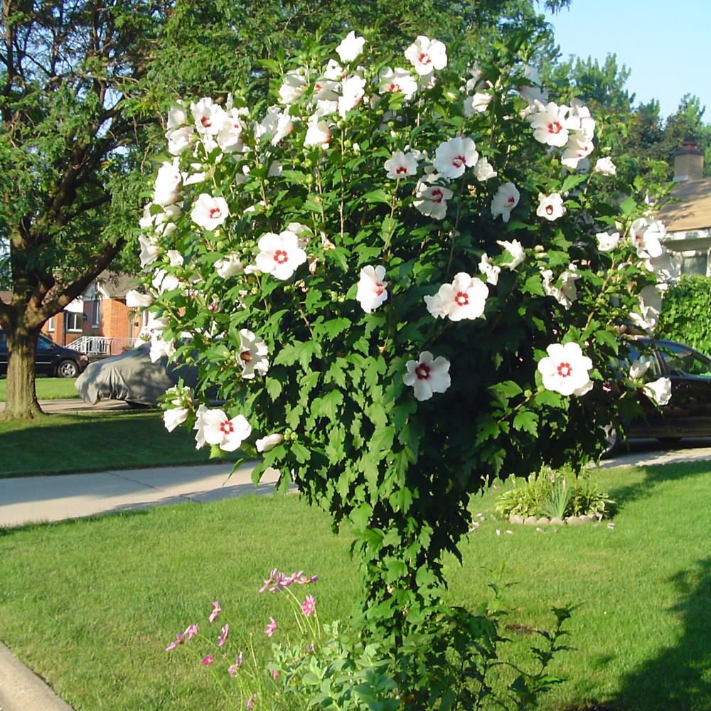 Hibiscus Syriacus Red Heart- 3C