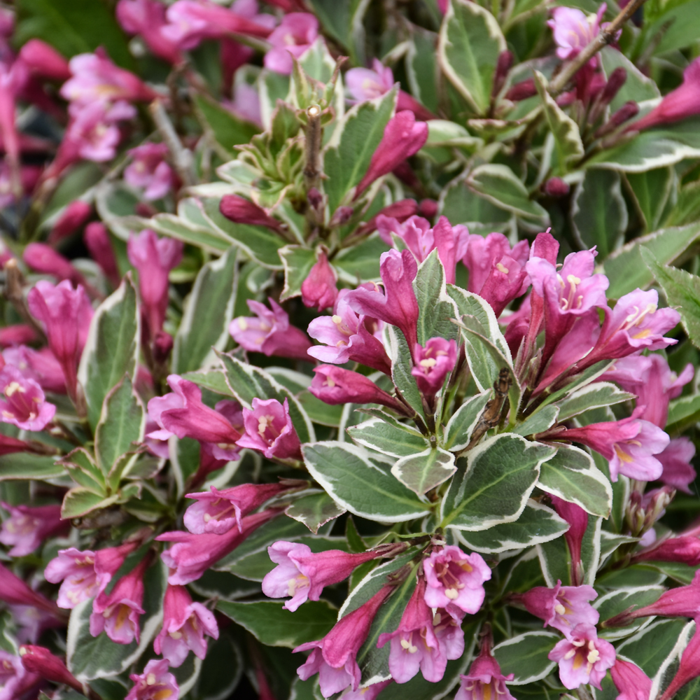 Weigela My Monet Purple- 3C