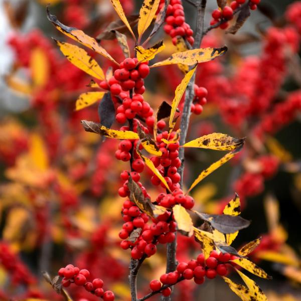 Winterberry Sparkleberry - Female - 3C