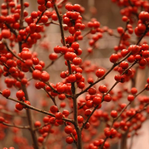 Winterberry Berry Heavy - Female - 3C