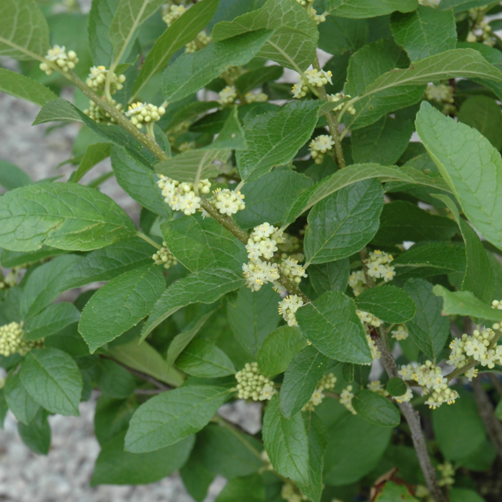 Winterberry Southern Gentleman - Male - 3C