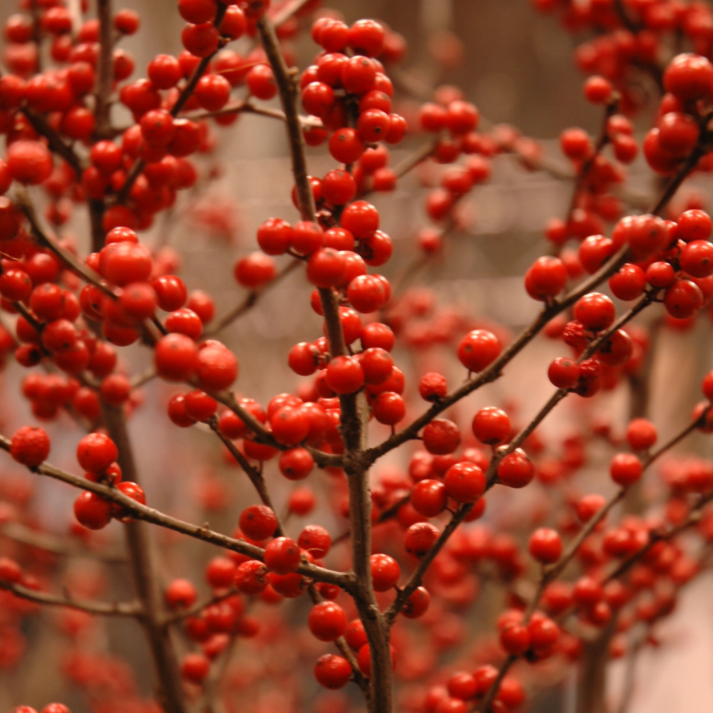 Winterberry Berry Heavy - Female - 3C