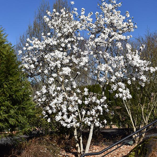 Magnolia White - 7c