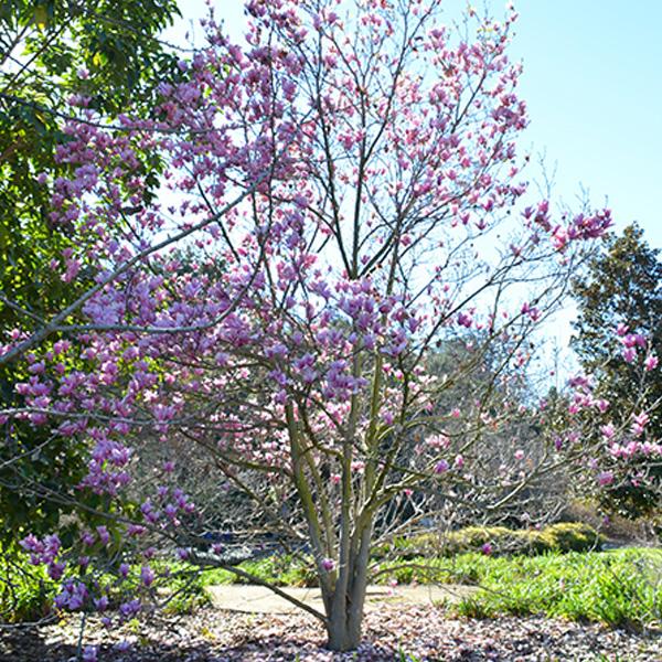Magnolia Pink - 7c