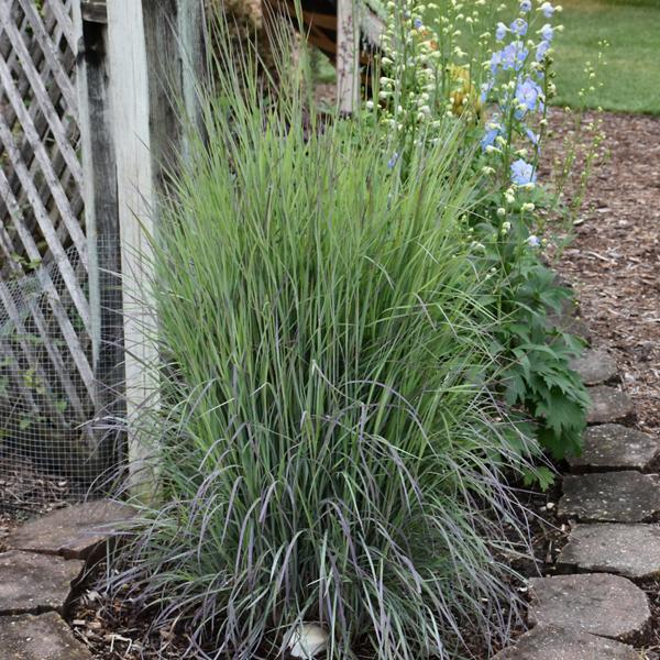Little Bluestem Twilight Zone - 2C