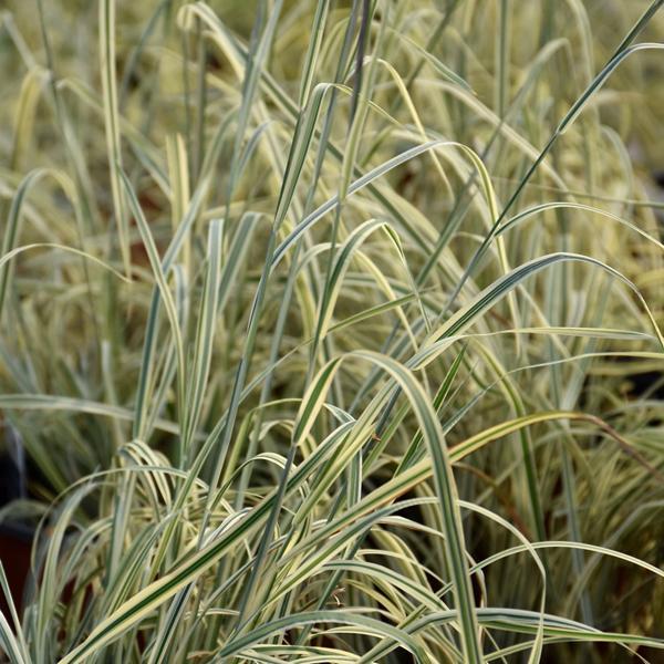 Little Bluestem Shining Star - 3C