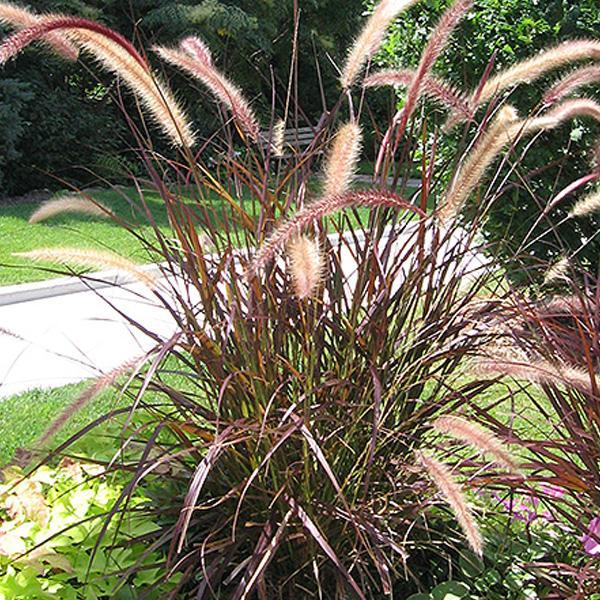 Fountain Red - 1 C