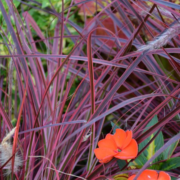 Fountain Variegated Red - 1 C