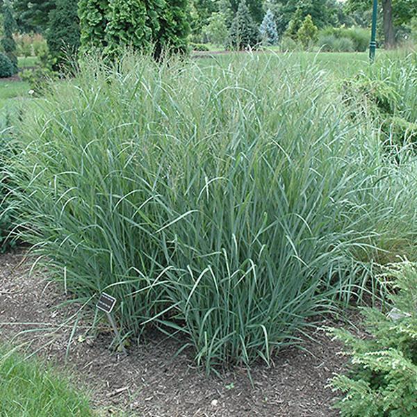 Switch Heavy Metal - 2C