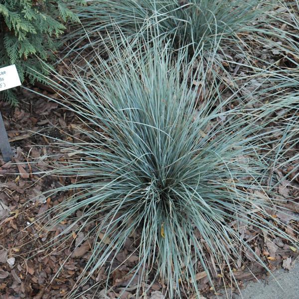 Blue Oat Sapphire - 1 C