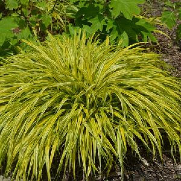 Hakone Golden Variegated - 1 C
