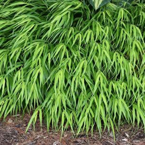 Hakone All Gold - 1 C