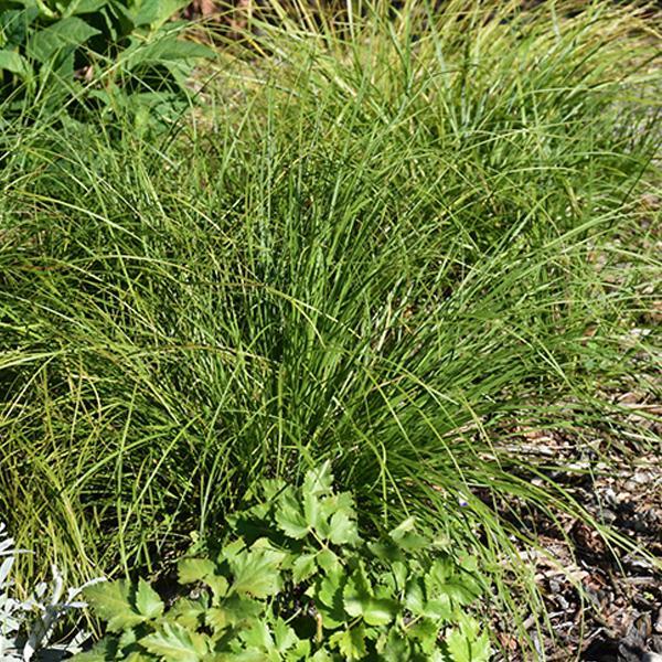 Sedge Pennsylvania - 1 C