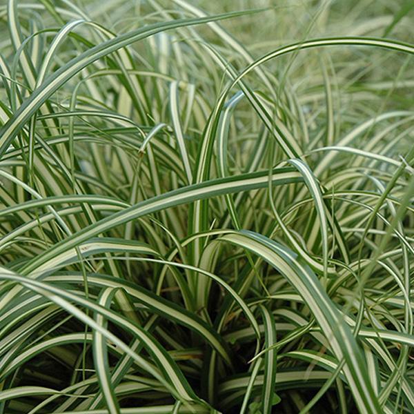 Sedge Evergold - 1 C