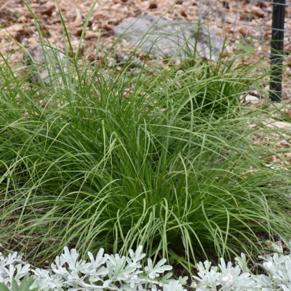 Sedge Appalachica - 1 C