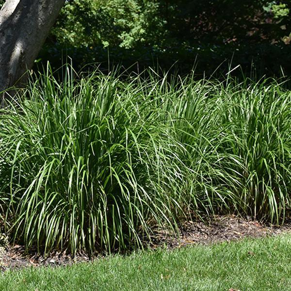 Feather Reed Karl Foerster - 1 C