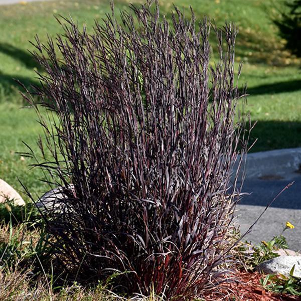 Big Bluestem Blackhawks - 3C
