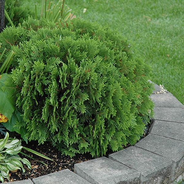 Arborvitae Danica - 1 C