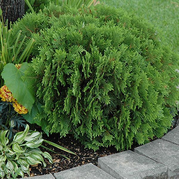 Arborvitae Danica - 3C