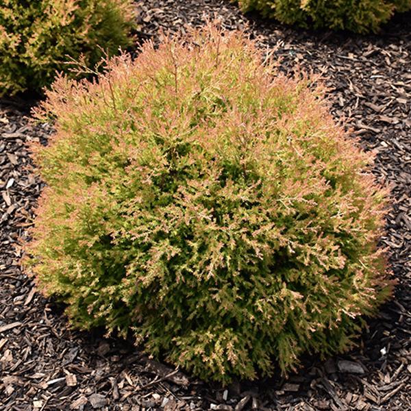 Arborvitae Fire Chief - 3C