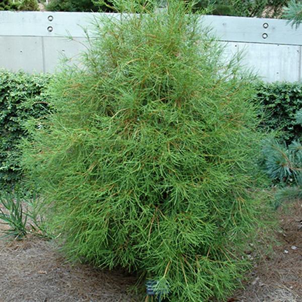 Arborvitae Franky Boy - 5C