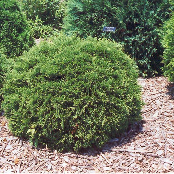 Arborvitae Hetz Midget - 3C