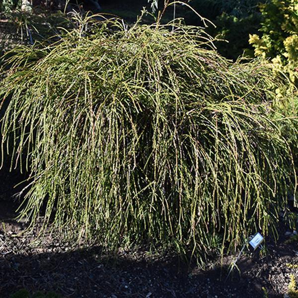 Arborvitae Whipcord - 3C