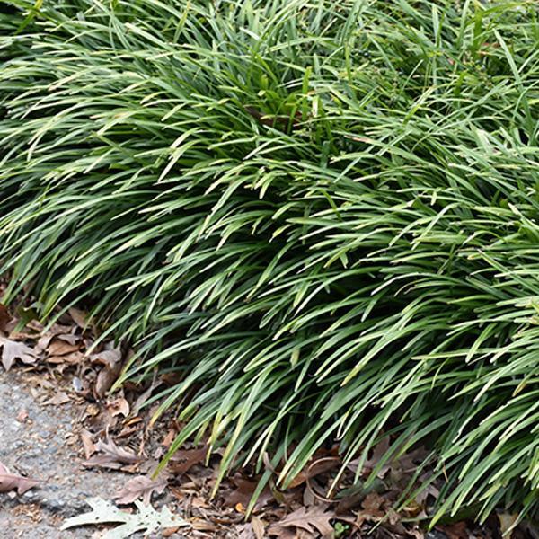 Liriope Muscari Big Blue - 2C