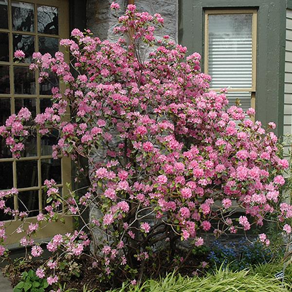 Rhododendron Pink - 3c 18/21"
